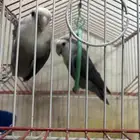 اللبيع .روز نوع الطير  روز العدد 2