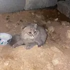 سكوتش فولد