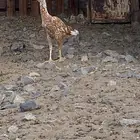 دجاجة باكستانية