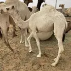 للبيع بكره شحم وعلى الحليب تحت امها