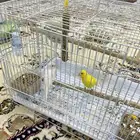 عصافير كناري للبيع مع اغراضه كامل و القفص ذكر و انثى
