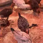 صوص دجاج بلدي تم البيع