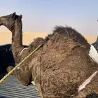 بكره سمين وطيبه للبيع