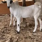تيوس مخصاه من حلالي