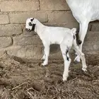 عنز بيشيه فاخره