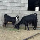 عنز سوريه