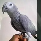 برد منقار واضافر طير ناطقه