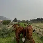 بقر مقنى فواخر صغار سن