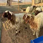 طليان نعيم فل شحم