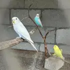طيور بادجي وروز