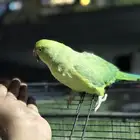 دره أنثى للبيع
