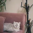 للتبني قطه هملايا عمرها سنه ونص