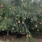 رمان للبيع