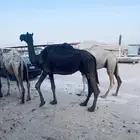 نياق جمله نبيع لحم