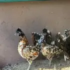 للبيع دجاج ماكنتوش