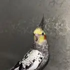 زوج كوكتيل