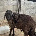 سواكن حمري عدد 4 مرابي