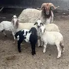 خروف نعيمي