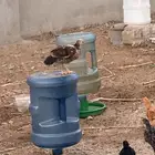 مواشي وطيور