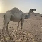 ضروبه للبيع