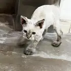 قط صغير بعمر شهر او شهرين   للتبني