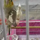 للبيع كروان ثلاث حبات