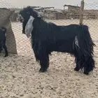 تيس عارضي يقرع