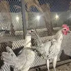 للبيع دجاجه وديك طقم