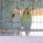 جوز بادجي إنجليزي منتج على السوم