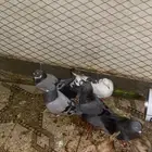 3 اجواز عربي علا السوم سليم ونضيف وصحه كويسه