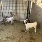 تيس وجفره بعمر خمسه اشهر تقريبآ