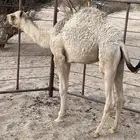 قعود البيع في بيشه