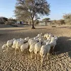 غنم رفيديات طيبه