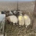 خرفان للبيع