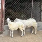 خرفان للبيع