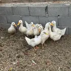 بط بكيني وبط بلدي الحاله ممتازه العمر حول الشهرين وكله من ا