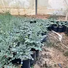 شتلات مورنقا عربي ب 1