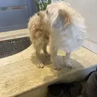 نواع الكلب ماتيبو