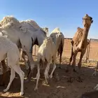 قعود للبيع