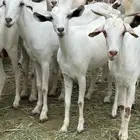 ماعز جروم وارتفاع طيب