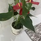 نبتة داخلية انثوريوم