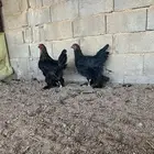 للبيع طقم براهما اسود