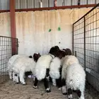 هرفي نعيمي من عمر شهرين ونص الى 3 شهور