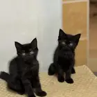 قطط للتبني