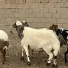 نعيم عدد 5