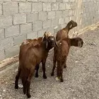 سواكني