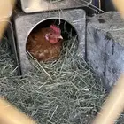 يوجد لدي دجاجه عليه 17 فرخ و 14 بيضه