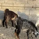تيوس بريه  غنم مواليد ثنتين عليها 3