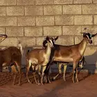 معزا يمنيه مراح فاخر وصنف