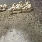 صيصان بط بكيني